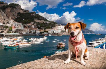 Dog enjoying the Amalfi coast in Italy.jpg